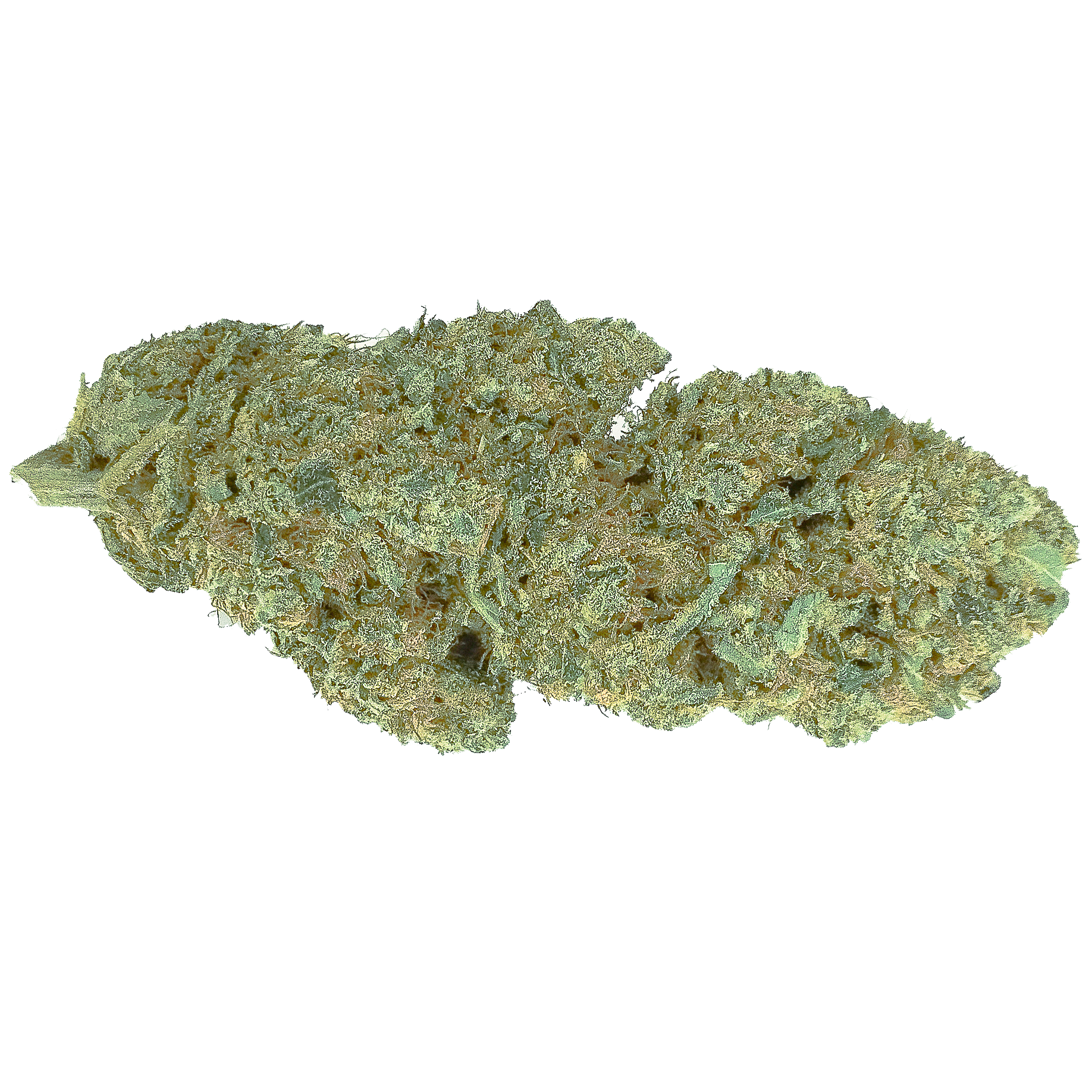 rollex traspa